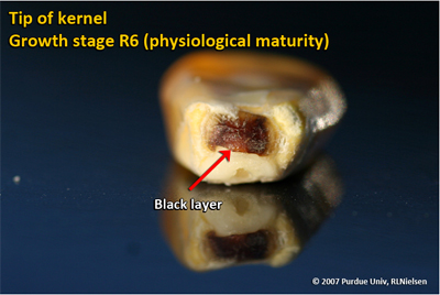 fig 18