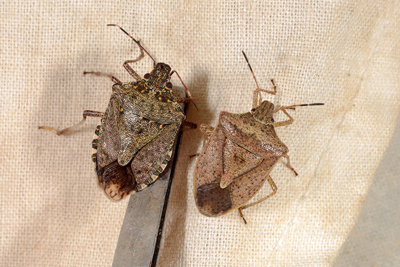 BMSB (left) compared to the brown stink bug (right).