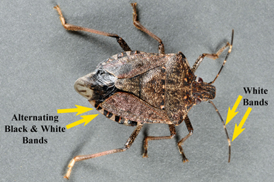 Key ID characteristics of the brown marmorated stink bug.