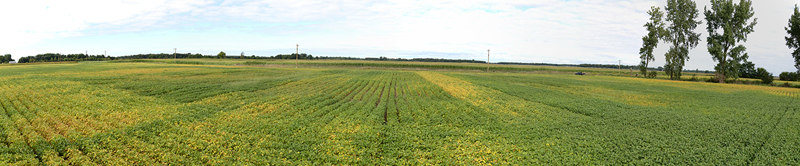 Panorama of plot on Sept 3, showing varietal differences