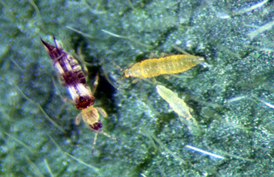 Figure 2. Soybean thrips, adult and immatures.