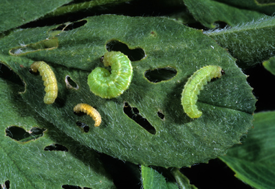 flea beetle winter survival