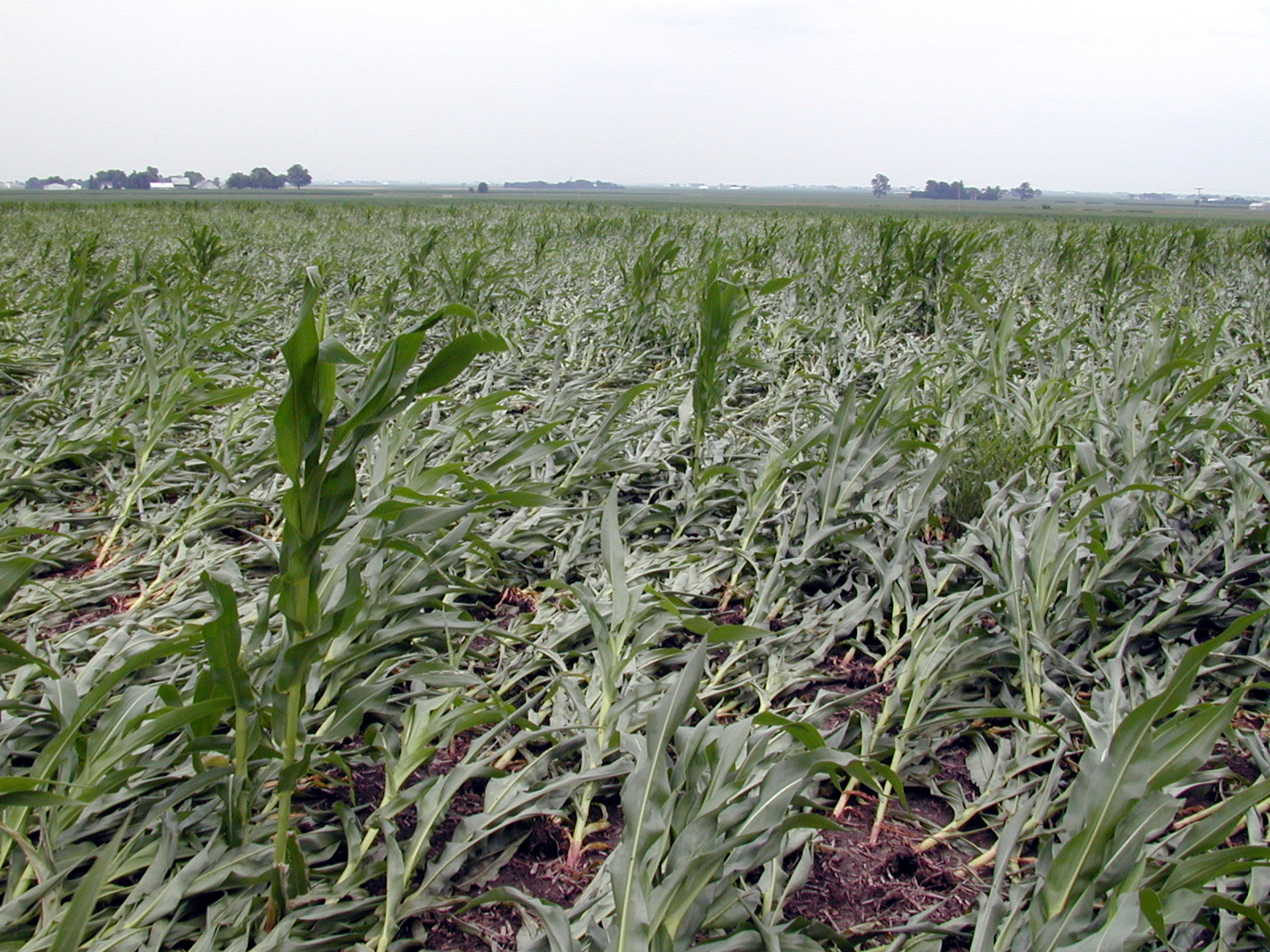 flea beetle winter survival