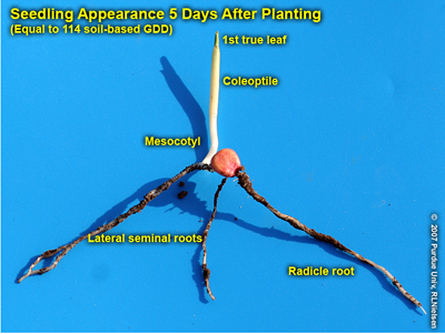 Fig. 3. Seminal root system of VE seedling, but no evidence yet of nodal root system.