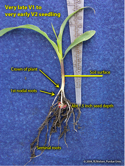 Fig. 7. Seminal and nodal roots of V2 seedling.