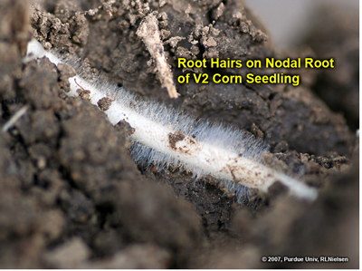 Fig. 8. Root hairs on a V2 corn seedling.