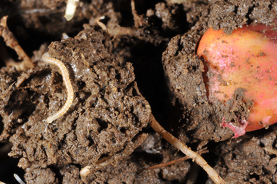 sawfly larva on wheat