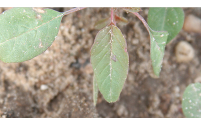 A Palmer amaranth seedling with the singular hair in the leaf tip notch of the second true leaf.