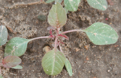 Palmer amaranth seedling with the elongated petioles of the first true leaves.