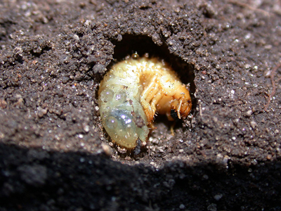 white grub in wintering earthen cell