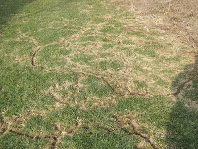 vole tracks in grass