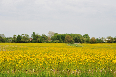A pretty field in the spring! /></a></p> <p align=