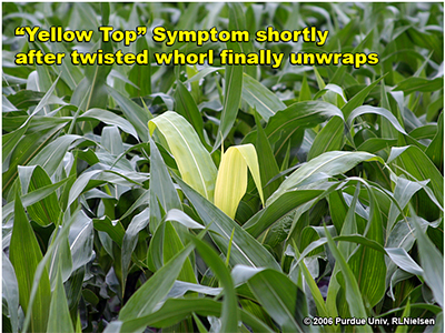 Yellow Top symptom shortly after twisted whorl finally unwraps