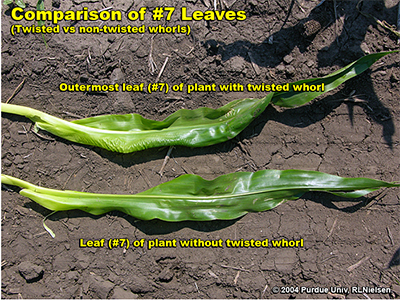 Comparison of #7 Leaves