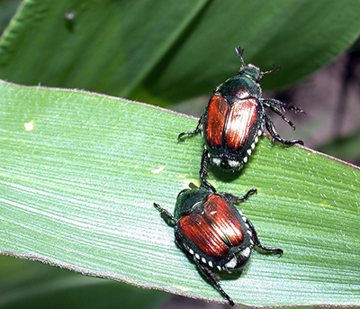Japanses beetle are more iridescent in color with distinct white-tufts of hair along the abdomen and distinctively on the rear-end