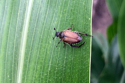 False Japanese beetle, similar in appearance, but lacking white-tufts of hair on its rear. This species is often found in very sandy soil areas and usually emerges before the Japanese beetle