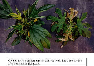 Glyphosate-resistant responses in giant ragweed. Photo taken 3 days after a 3x dose of glyphosate