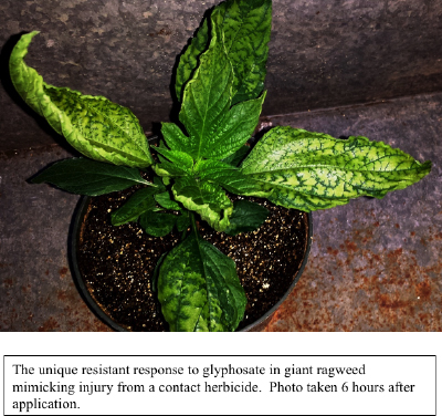 The unique resistant response to glyphosate in giant ragweed mimicking injury from a contact herbicide. Photo taken 6 hours after application
