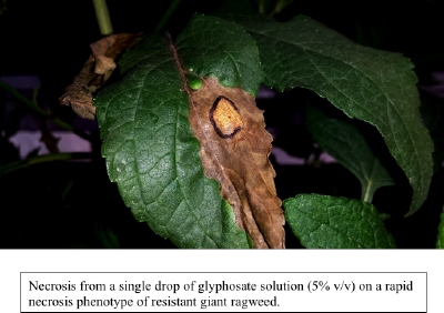 Necrosis from a single drop of glyphosate solution (5% v/v) on a rapid necrosis phenotype of resistant giant ragweed