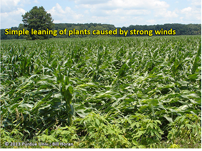 Simple leaning of plants caused by strong winds