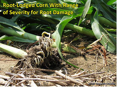 Root-lodged corn with range of severity for root damage