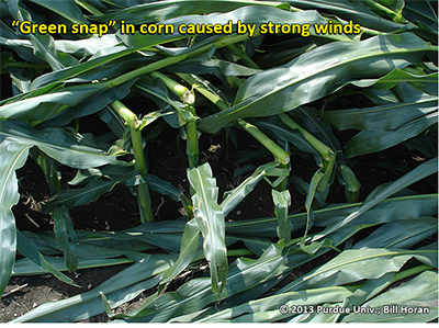Green snap in corn caused by strong winds