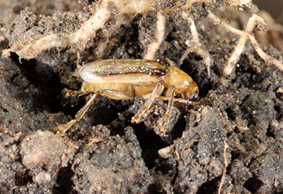 Western corn rootworm beetle emerging from the soil