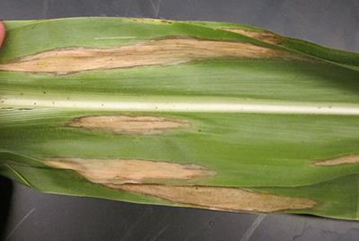 Figure 2. Elliptical lesions characteristic of northern corn leaf blight