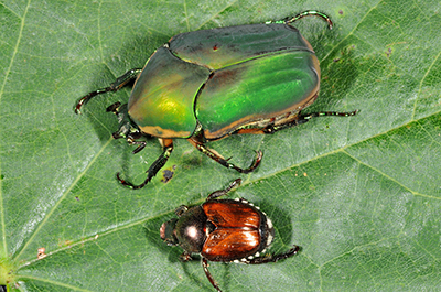 Green June bug (top) and Japanese beetle (below)