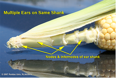 Fig. 3. Illustration of shank nodes and internodes, plus secondary ear