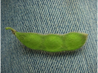 Soybean at R5 (first seed).