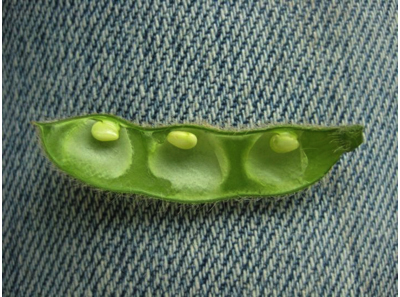 Figures 1. Soybean at R5 (first seed). Seeds are 1/8 inch long in one of the pods at the top 4 nodes.