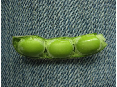 Figures 2. Soybean at R6 (first seed). Seeds filling the pod capacity in one pod at top 4 nodes
