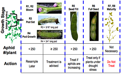 Soybean aphid threshold graph