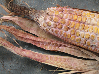 Figure 2. A pink mold on the ear is a sign of the fungus that causes Gibberella ear rot (picture courtesy Charles Woloshuk).