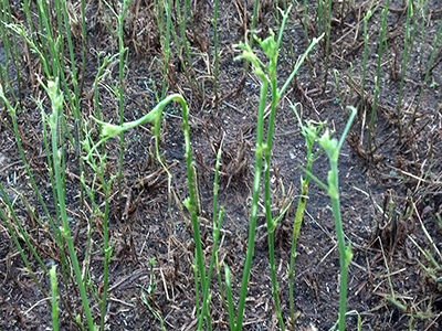 Field of alfalfa with severe FAW damage (Photo credit: Dave Duttlinger