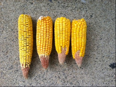 Fig. 1. Corn ears exhibiting "tip dieback", S. Charleston, OH 2014.