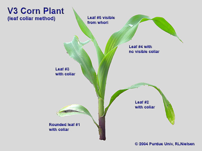 Young corn plant staged as V3 according to the collar method