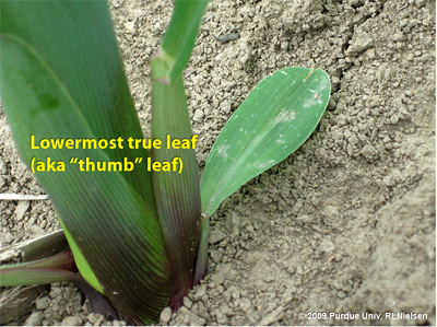 the lowermost, thumb-shaped leaf of a corn plant