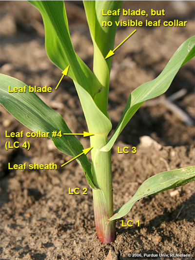 Parts of a corn leaf