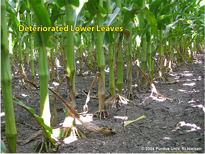 Typical deterioriation of lower leaves in older corn plants