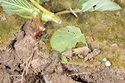 Natural weed control, pig weed destroyed by black cutworm larva