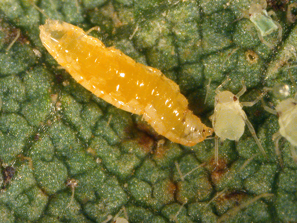 Syrphid fly larvae (maggot) feeding on soybean aphid.