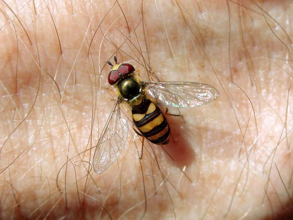 Syrphid fly on skin, notice bee like coloration.
