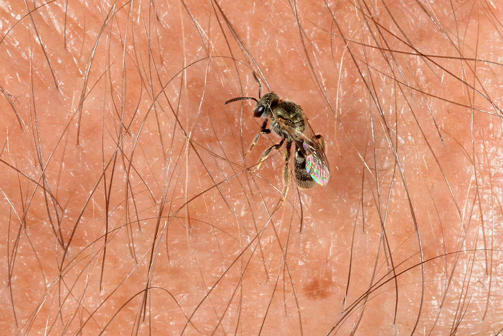 Sweat bee on skin, notice wings folded over abdomen.