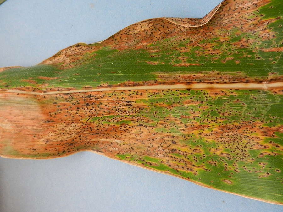  Figure 1. Symptoms and signs of tar spot include brown lesions and black fungal structures. Lesions can cause large blighted areas of tissue.