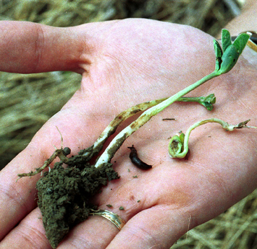 Slug damage to soybean hypocotyls.