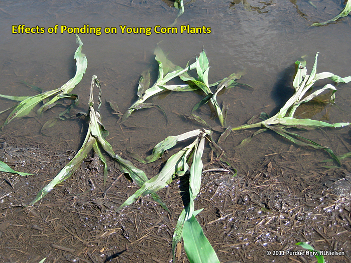 Effects of ponding on young corn plants.