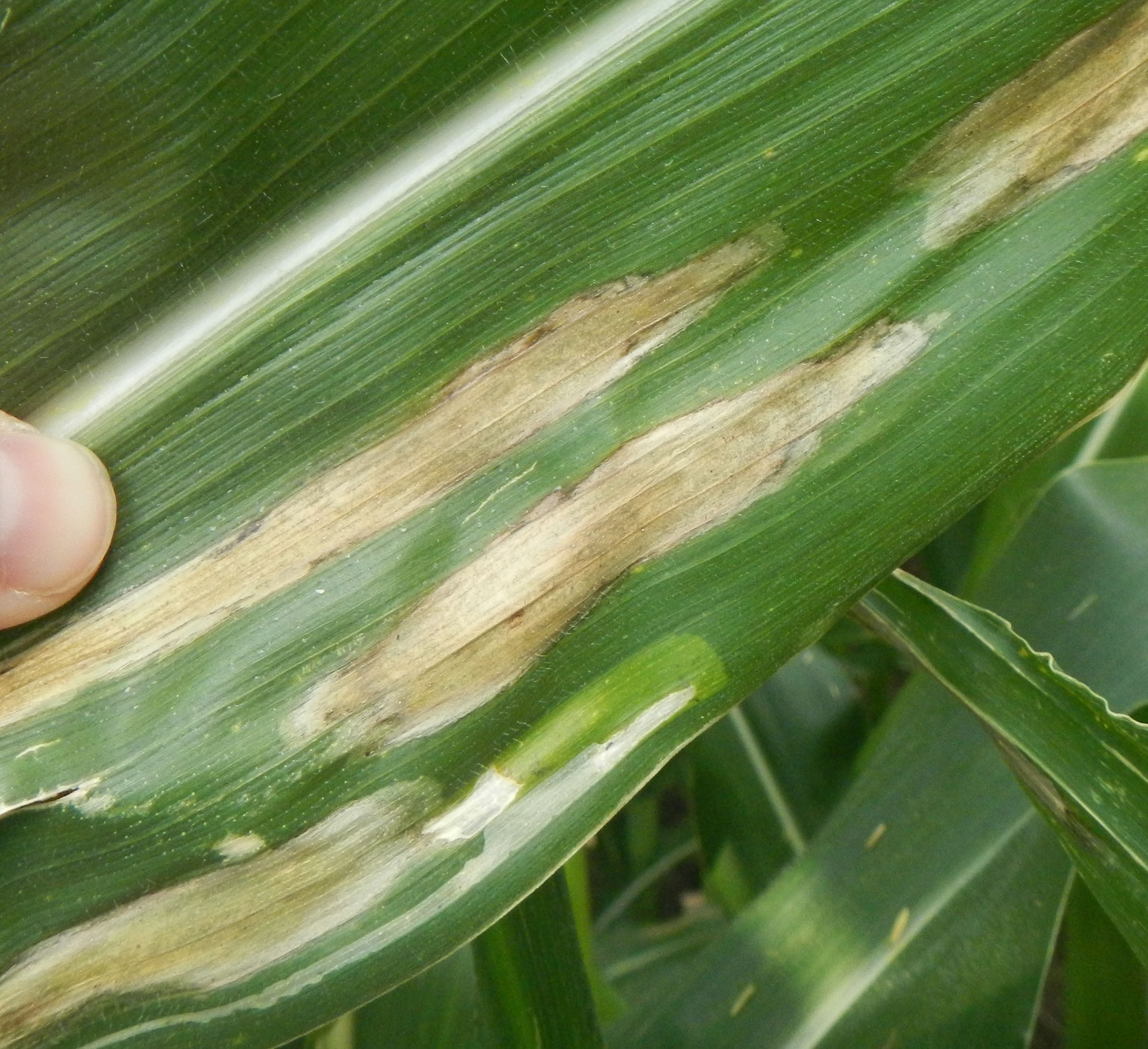Figure 2. Northern corn leaf blight lesions are long, tan, and cigar-shaped.