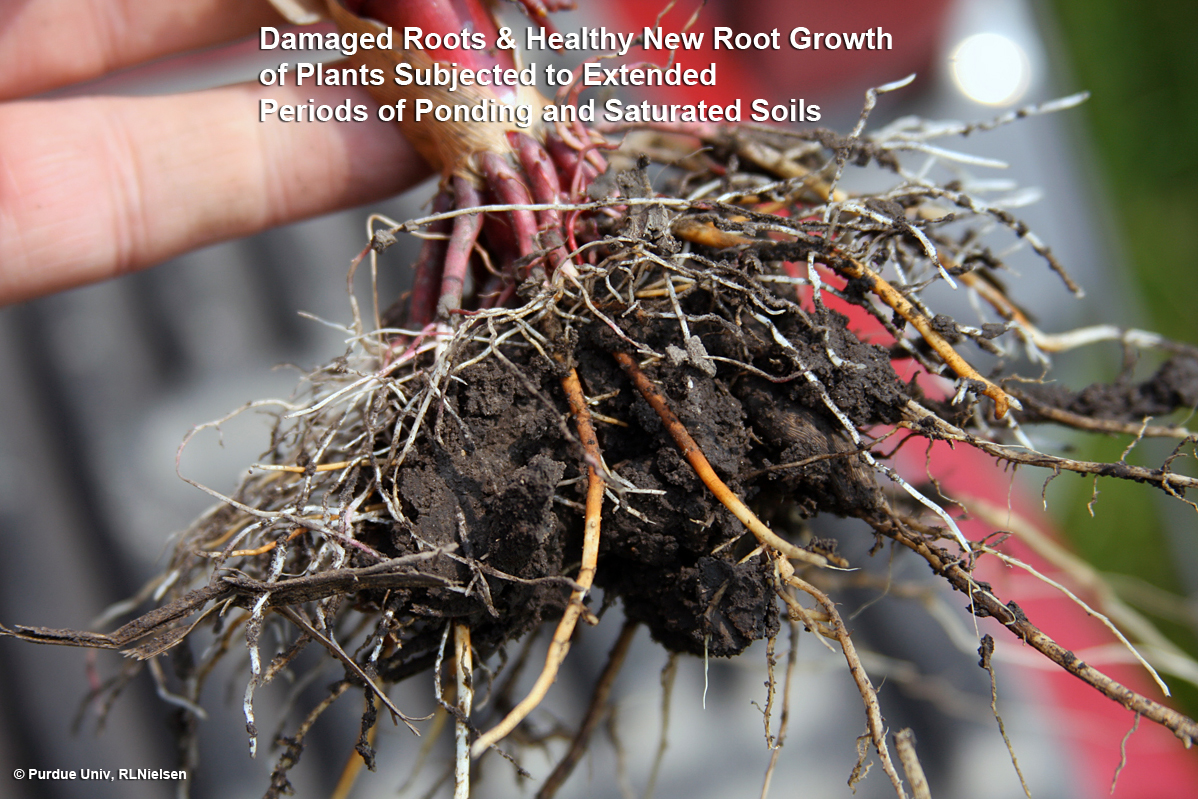 Fig. 11. Severe root damage of Fig. 10. plants.